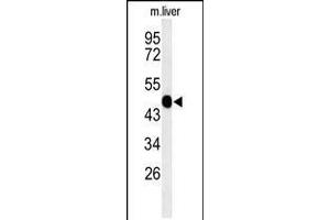 Western blot analysis of WAS Antibody in mouse liver tissue lysates (35ug/lane) (WASP 抗体  (AA 116-144))