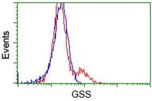 HEK293T cells transfected with either RC203174 overexpress plasmid (Red) or empty vector control plasmid (Blue) were immunostained by anti-GSS antibody (ABIN2453904), and then analyzed by flow cytometry. (Glutathione Synthetase 抗体)