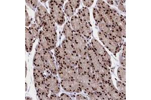 Immunohistochemical staining of human stomach, lower with C19orf52 polyclonal antibody  shows strong nuclear positivity in glandular cells at 1:500-1:1000 dilution.