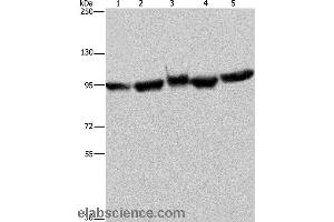 Western blot analysis of A549 and 293T cell, mouse brain tissue, K562 and Hela cell, using HSP90AA1 Polyclonal Antibody at dilution of 1:350 (HSP90AA2 抗体)