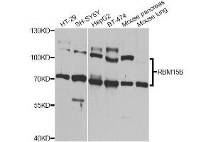 Western blot analysis of extracts of various cell lines, using RBM15B Antibody (ABIN6003605) at 1/1000 dilution. (RBM15B 抗体)
