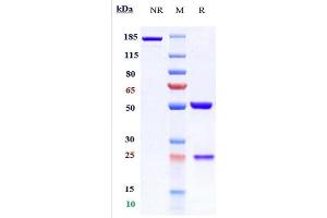 Anti-ANGPTL3 Reference Antibody (evinacumab) on SDS-PAGE under reducing (R) condition.