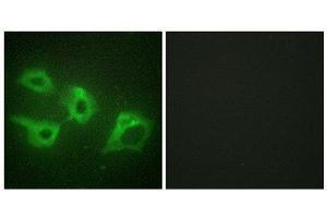 Immunofluorescence (IF) image for anti-Casein Kinase 1, alpha 1 (CSNK1A1) (Internal Region) antibody (ABIN1849387) (CSNK1A1 抗体  (Internal Region))