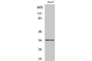 Western Blotting (WB) image for anti-Olfactory Receptor, Family 13, Subfamily H, Member 1 (OR13H1) (C-Term) antibody (ABIN3186034) (OR13H1 抗体  (C-Term))