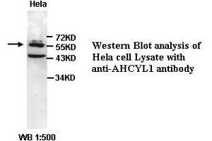 Image no. 1 for anti-Adenosylhomocysteinase-Like 1 (AHCYL1) (C-Term) antibody (ABIN791073) (AHCYL1 抗体  (C-Term))