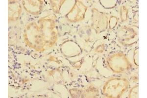 Immunohistochemistry of paraffin-embedded human kidney tissue using ABIN7151160 at dilution of 1:100 (RNF181 抗体  (AA 2-153))