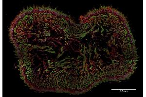Immunohistochemistry staining (frozen sections) of murine tongue by anti-AHNAK1 antibody (EM-09, red). (AHNAK 抗体  (N-Term))
