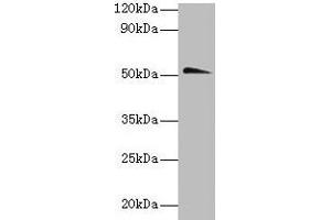 Western blot All lanes: Chrna1 antibody at 2 μg/mL + Hela whole lysate Secondary Goat polyclonal to rabbit IgG at 1/10000 dilution Predicted band size: 52 kDa Observed band size: 52 kDa (CHRNA1 抗体  (AA 21-230))