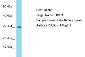 Host: Rabbit Target Name: LIMS4 Sample Tissue: Human Fetal Kidney Antibody Dilution: 1ug/ml (LIMS3 抗体  (N-Term))