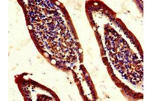 Immunohistochemistry of paraffin-embedded human small intestine tissue using ABIN7158464 at dilution of 1:100 (REG1A 抗体  (AA 23-166))