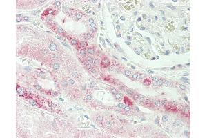 Anti-TMEM214 / FLJ20254 antibody IHC staining of human kidney. (TMEM214 抗体  (AA 38-66))