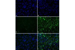 Immunofluorescence (fixed cells) (IF/ICC) image for Synuclein, alpha (SNCA) (full length) (Active) protein (ABIN5065829)
