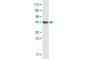 Western Blotting (WB) image for anti-Tumor Necrosis Factor Receptor Superfamily, Member 17 (TNFRSF17) (AA 1-184) antibody (ABIN513690)