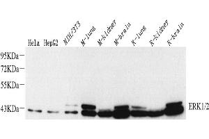 Western Blot analysis of various samples using ERK1/2 Monoclonal Antibody at dilution of 1:1000. (ERK1/2 抗体)