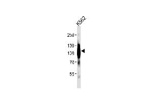 Western blot analysis of lysates from K562 cell line ,using mGluR6 Antibody (ABIN483908 and ABIN1533291). (Metabotropic Glutamate Receptor 6 抗体)
