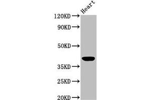 Western Blot Positive WB detected in: Mouse heart tissue All lanes: LGALS9 antibody at 3 μg/mL Secondary Goat polyclonal to rabbit IgG at 1/50000 dilution Predicted band size: 40, 36, 35, 27, 26, 39 kDa Observed band size: 40 kDa (Galectin 9 抗体  (AA 1-323))