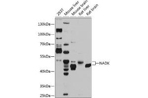 Western blot analysis of extracts of various cell lines, using NADK antibody (ABIN6128326, ABIN6144340, ABIN6144341 and ABIN6224894) at 1:1000 dilution. (NADK 抗体  (AA 1-180))