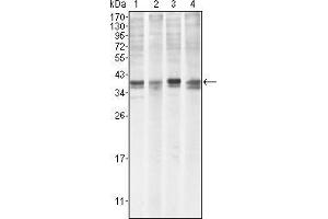 Western Blot showing MCL1 antibody used against Hela (1), BCBL-1 (2), Jurkat (3) and HL60 (4) cell lysate. (MCL-1 抗体)