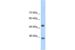 WB Suggested Anti-AIP Antibody Titration:  2.