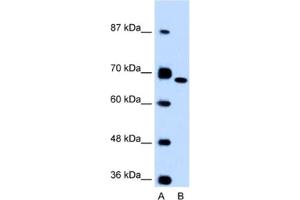 Western Blotting (WB) image for anti-Fibronectin 1 (FN1) antibody (ABIN2462421) (Fibronectin 1 抗体)