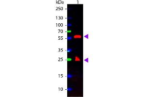 Western Blot of Atto 488 Conjugated Streptavidin. (Streptavidin Protein (Atto 488))