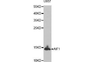 Western blot analysis of extracts of U937 cell line, using AIF1 antibody. (Iba1 抗体)