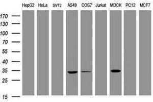 Image no. 10 for anti-Mucin 1 (MUC1) antibody (ABIN1499598) (MUC1 抗体)