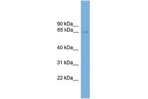 WB Suggested Anti-NRBP1  Antibody Titration: 0. (NRBP1 抗体  (N-Term))