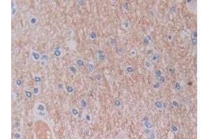 Detection of SHMT2 in Human Cerebrum Tissue using Polyclonal Antibody to Serine Hydroxymethyltransferase 2, Mitochondrial (SHMT2)