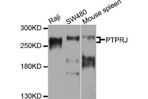 Western blot analysis of extracts of various cell lines, using PTPRJ antibody (ABIN4904910) at 1:1000 dilution. (PTPRJ 抗体)