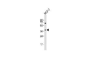Anti-OR11H4 Antibody (C-term)at 1:2000 dilution + MCF-7 whole cell lysates Lysates/proteins at 20 μg per lane. (OR11H4 抗体  (C-Term))