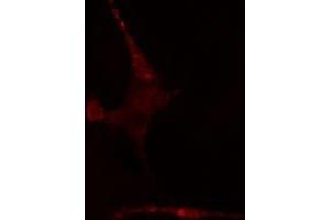 ABIN6275637 staining  NIH-3T3 cells by IF/ICC. (TCF7L1 抗体  (Internal Region))