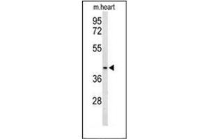 Western blot analysis of OPRM1 Antibody (Center) in mouse heart tissue lysates (35ug/lane).