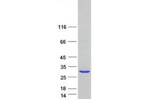 Western Blotting (WB) image for Hairy and Enhancer of Split 3 (HES3) protein (Myc-DYKDDDDK Tag) (ABIN2722417)