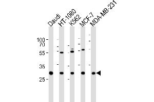 Western blot analysis of lysates from Daudi, HT-1080, K562, MCF-7, MDA-MB-231 cell line (from left to right), using PNP Antibody (Center) (ABIN6242481 and ABIN6577515). (PNP 抗体  (AA 145-178))