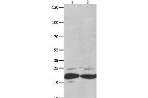 Western Blot analysis of Mouse spleen tissue and RAW264. (FADD 抗体)