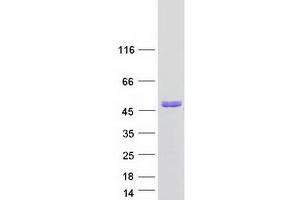 Western Blotting (WB) image for Dom-3 Homolog Z (DOM3Z) protein (Myc-DYKDDDDK Tag) (ABIN2719666)