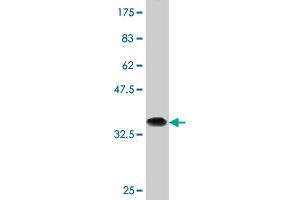 Western Blot detection against Immunogen (35.