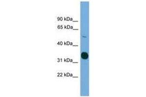 Image no. 1 for anti-serine/threonine Kinase 11 (STK11) (AA 317-366) antibody (ABIN6745526) (LKB1 抗体  (AA 317-366))
