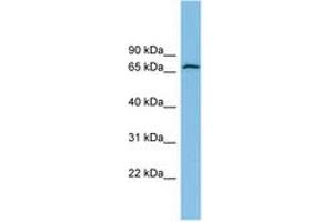 Image no. 1 for anti-Glutamate Dehydrogenase 2 (GLUD2) (AA 71-120) antibody (ABIN6745073) (GLUD2 抗体  (AA 71-120))