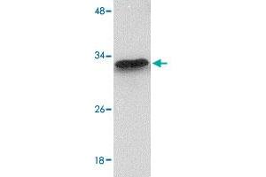 Western blot analysis of MTCH2 in 293 cell lysate with MTCH2 polyclonal antibody  at 1 ug/mL .
