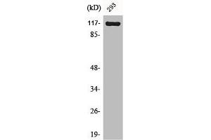 Western Blot analysis of NIH-3T3 cells using Cacna2d4 Polyclonal Antibody (CACNA2D4 抗体  (Internal Region))
