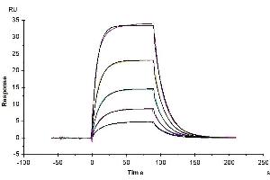 Surface Plasmon Resonance (SPR) image for Inducible T-Cell Co-Stimulator (ICOS) (AA 21-144) protein (Fc Tag) (ABIN7274842)