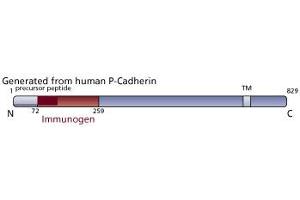 Image no. 3 for anti-P-Cadherin (CDH3) (AA 72-259) antibody (ABIN967840) (P-Cadherin 抗体  (AA 72-259))