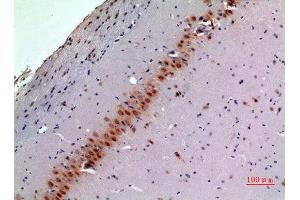 Immunohistochemistry (IHC) analysis of paraffin-embedded Mouse Brain, antibody was diluted at 1:100. (BMP8A 抗体  (Internal Region))