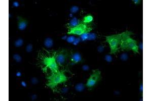 Immunofluorescence (IF) image for anti-BAI1-Associated Protein 2 (BAIAP2) antibody (ABIN1496806) (BAIAP2 抗体)
