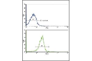 Flow cytometric analysis of widr cells using SRC Antibody (C-term)(bottom histogram) comred to a negative control cell (top histogram). (SPARC 抗体  (C-Term))