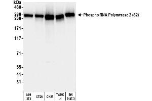 Western Blotting (WB) image for anti-RNA Polymerase II (pSer2) antibody (ABIN7454655) (RNA Polymerase II 抗体  (pSer2))