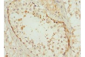 Immunohistochemistry of paraffin-embedded human testis tissue using ABIN7163723 at dilution of 1:100 (POC1B 抗体  (AA 299-478))