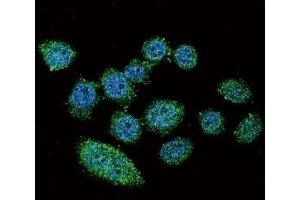 Confocal immunofluorescent analysis of IRF9 antibody with HeLa cells followed by Alexa Fluor 488-conjugated goat anti-rabbit lgG (green). (IRF9 抗体  (AA 75-104))